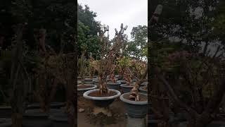 Rootstock garden bonsai shorts [upl. by Oruhtra839]