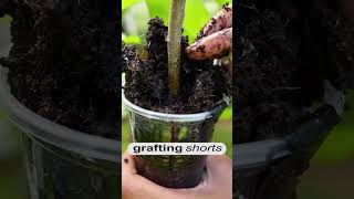 Fruit trees growing root l grafting shorts [upl. by Publius834]