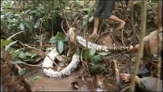 El vídeo viral de un hombre liberándose de una pitón [upl. by Eruza698]