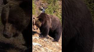 Largest Grizzly Bear Boar Seen in Canadas Rockies [upl. by Mayor]