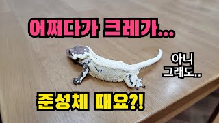 매니아방문 이제 이곳은 줄을 설지도 모릅니다 yangsanajae 크레인데 왜 amazing pin crested [upl. by Onaimad733]