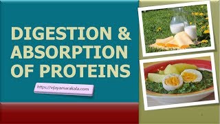 Digestion and absorption of proteins biochemistry [upl. by Aoh746]