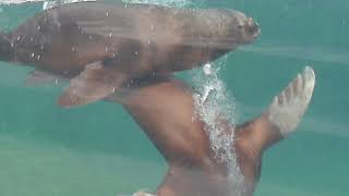 NOURRISSAGE DES OTARIES AU PARC ZOOLOGIQUE DE PARIS [upl. by Baese]