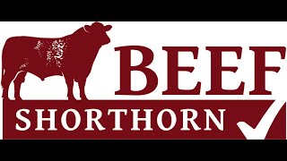 Beef Shorthorn Judging at Stirling Bull Sales on Sunday 20th October 24 [upl. by Lila]