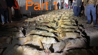 Biggest Amish Coyote Drive Ive Ever Been On 108 COYOTES [upl. by Purse]