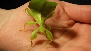 Leaf Insect Walking [upl. by Samalla88]