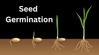 Seed germination Seed germination process Types of germination [upl. by Oicneconi80]