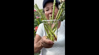 COMO ENRAIZAR ROSAS EN CASA  enraizantes caseros de rosas  COMO USAR ENRAIZANTES EN LAS ROSAS [upl. by Curson]