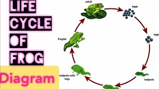 LIFECYCLE OF FROG DIAGRAM WITH LABELLING  SCIENCE DIAGRAM [upl. by Nigel]