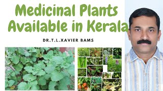 Medicinal Plants in Kerala [upl. by Hilbert]