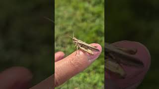 Insect imbthe wood nature respectwildlife europeanwildlife [upl. by Belcher]