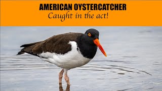 Oystercatchers caught in the act [upl. by Denison338]