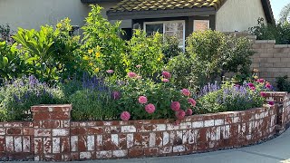 Front Yard Garden Tour Flowers Herbs and Homemade Tea [upl. by Brote]