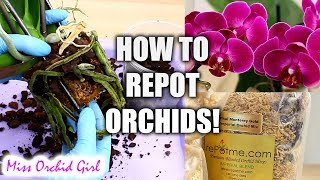 Orchid Care for Beginners  How to repot Phalaenopsis Orchids [upl. by Appleton]