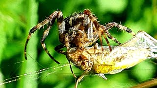 Crazy Moment  Cross Orbweaver Eats a Cricket [upl. by Eninnaej]