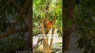 Golden Lion Tamarin Brazil’s Tiny Forest King [upl. by Lekcar194]