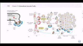 Protein secretion pathway ER to Golgi [upl. by Phira388]