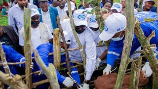 DRC South Kivu launches largescale vaccination [upl. by Livingston725]