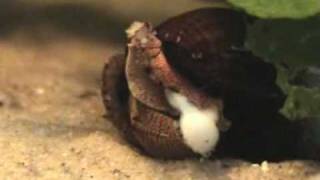 Sulawesi Elephant Snail Birth Tylomelania [upl. by Birdella]