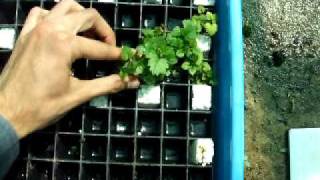 How To Root Strawberries For Hydroponics Aquaponics Or Soil  The SleestaksRule Method [upl. by Chapel720]