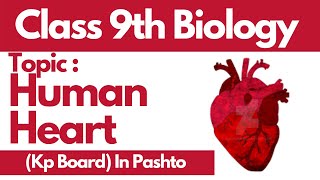 Human Heart  Matric biology part 1  Pashto  Home of biology [upl. by Audre669]