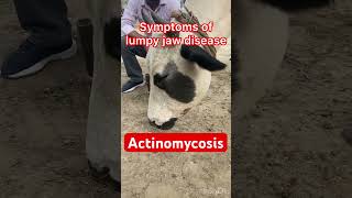 Actinomycosis l lumpy jaw l dr Umar Khan [upl. by Krute]