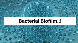 Bacterial Biofilm [upl. by Kerk]