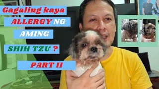 PART II GAGALING KAYA ALLERGY NG SHIH TZU NAMIN [upl. by Yenoh443]