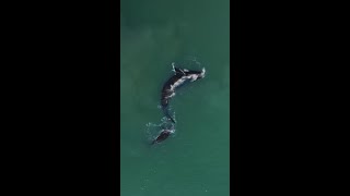 Mandurah has had some special guests🐳 [upl. by Noakes]