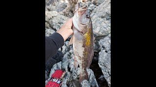 Shore Jigging  nice Gold Blotched grouper and one CampR [upl. by Lucienne]