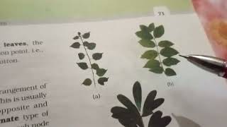 types of leaf such as pinnately compound 🌿 [upl. by Adnil945]