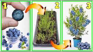 MIRTILLI fai nascere GRATIS una piantina dal frutto blueberry myrtille aradano heidelbeere arando [upl. by Ayahsal]