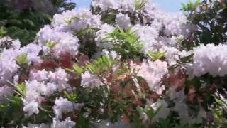 VanDusen Botanical Garden The Rhododendron Walk [upl. by Llednov206]