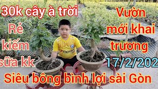 mai giá rẻ 1722024📞0909502080 gặp út 👉 khai trương xổ rẻ 30k cây siêu bông bình lợi Sài Gòn [upl. by Ade]