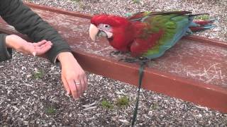 Parrot Training making new friends [upl. by Lewis]