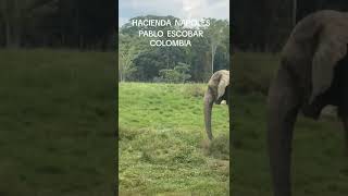 HACIENDA NAPOLES COLOMBIA DE PABLO ESCOBAR [upl. by Ettennat]