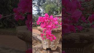 Bougainvillea glabra the paper flower bonsai flower nature botany garden travel landscape S [upl. by Dobb285]