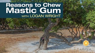 Reasons to Chew Mastic Gum A Discussion with Logan Wright  Dr John Douillards LifeSpa [upl. by Cartwright560]