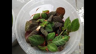 Easy Method to Grow amp Propagate Episcia  Tutorial [upl. by Aihsemot253]