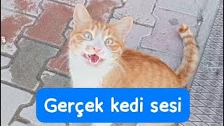 Kedi Çağırma sesi KEDİ videoları Kediler bu sese geliyor [upl. by Hippel549]