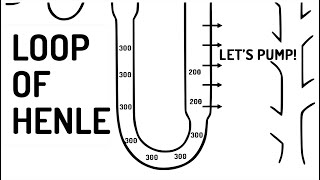 LOOP OF HENLE explained [upl. by Carissa]