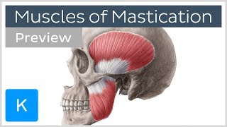 Muscles of mastication preview  Origin insertion functions  Human Anatomy  Kenhub [upl. by Bibbye]