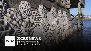 Living seawalls installed in Boston Harbor to help wildlife flourish and clean water [upl. by Ahseyk822]