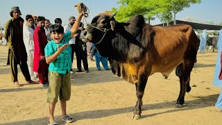 ALHAMDULILLAH Ali ko qurbani k leye Janwar pasand a gaya 😱  Biggest Cow  Cow Mandi vlog [upl. by Wartow290]