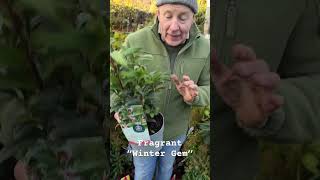 Sarcococca “Winter Gem “ Sweet Box WEBSHOP httpspergolanurseriesecwidcom [upl. by Durning]