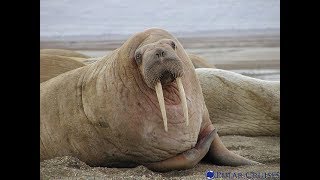 Facts The Walrus [upl. by Anoiek]