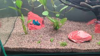 Planted Tank Rescape Ludwigia sp White [upl. by Aphrodite86]