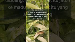 Lalat jatuh keair motivasihidup motivasidiri motivasi quotes katamutiara katakata [upl. by Alba901]