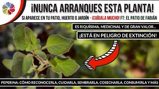 🌱 Si esta PLANTA te SALE en el PATIO de tu CASA NUNCA la ARRANQUES Está en PELIGRO de EXTINCIÓN [upl. by Simmonds]