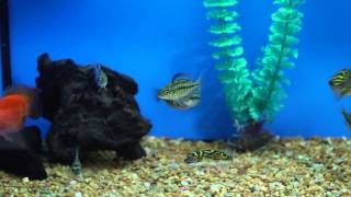 What to Feed Freshwater Puffer Fish  Aquariums amp Fish Care [upl. by Raji]